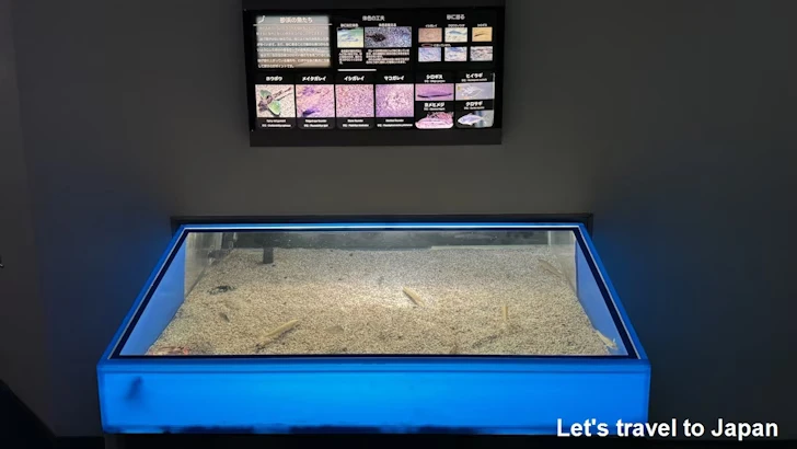日本の海エリア：名古屋港水族館南館の見どころ(25)