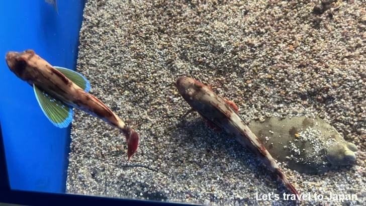 日本の海エリア：名古屋港水族館南館の見どころ(26)