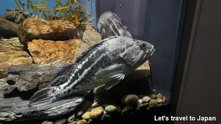 日本の海エリア：名古屋港水族館南館の見どころ(29)