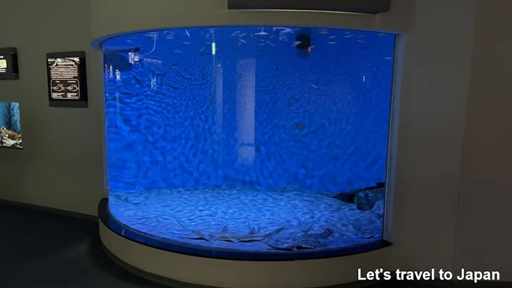 日本の海エリア：名古屋港水族館南館の見どころ(31)