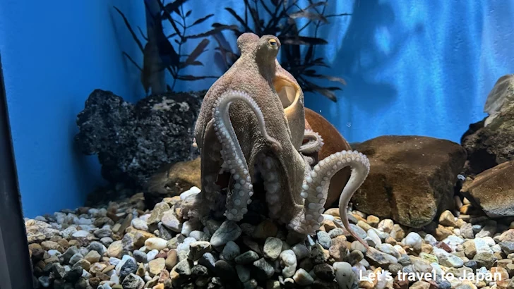 日本の海エリア：名古屋港水族館南館の見どころ(35)