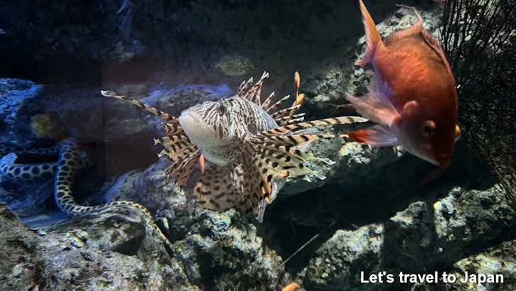 日本の海エリア：名古屋港水族館南館の見どころ(38)