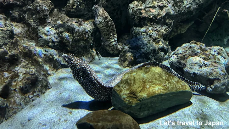 日本の海エリア：名古屋港水族館南館の見どころ(39)