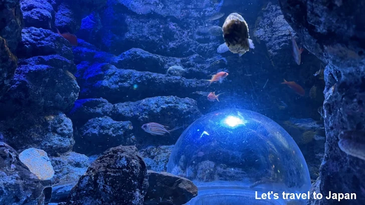 日本の海エリア：名古屋港水族館南館の見どころ(40)