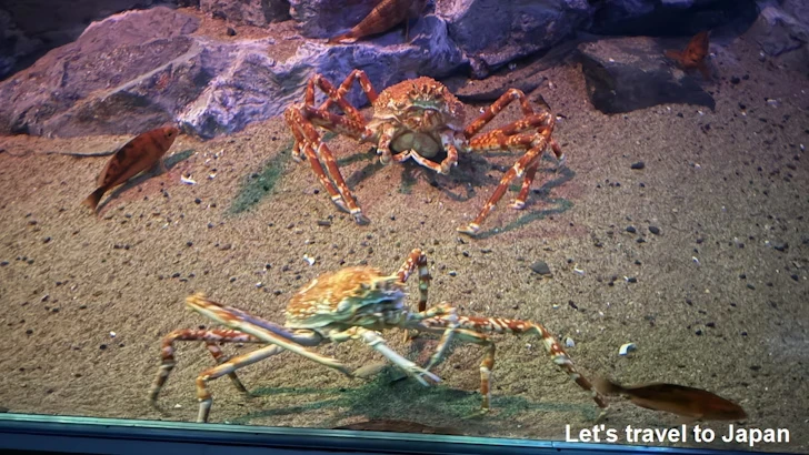 深海ギャラリーエリア：名古屋港水族館南館の見どころ(3)