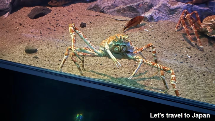 深海ギャラリーエリア：名古屋港水族館南館の見どころ(4)