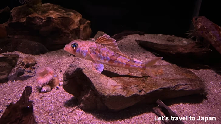 深海ギャラリーエリア：名古屋港水族館南館の見どころ(6)