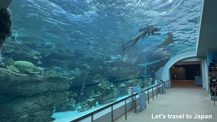 赤道の海１エリア：名古屋港水族館南館の見どころ(2)