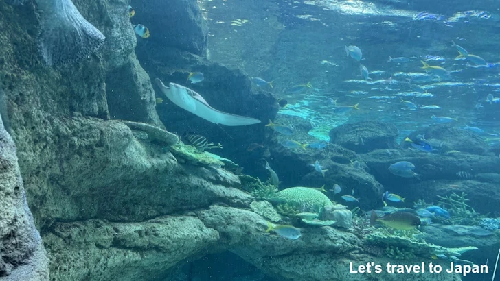 赤道の海１エリア：名古屋港水族館南館の見どころ(3)