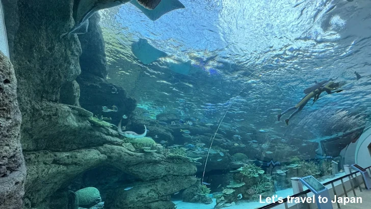 赤道の海１エリア：名古屋港水族館南館の見どころ(4)