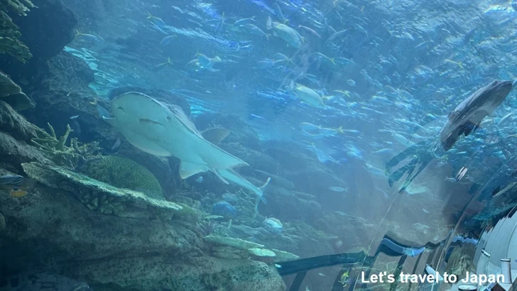 赤道の海１エリア：名古屋港水族館南館の見どころ(5)