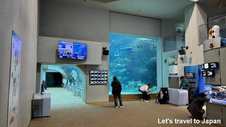 赤道の海１エリア：名古屋港水族館南館の見どころ(6)
