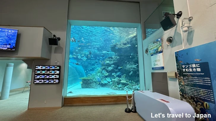 赤道の海１エリア：名古屋港水族館南館の見どころ(7)