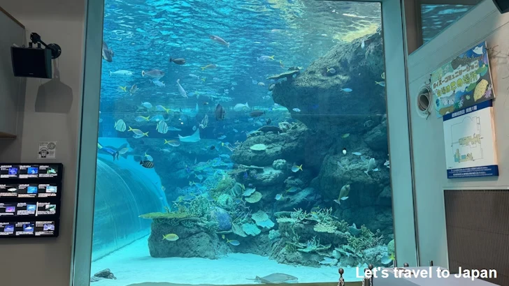 赤道の海１エリア：名古屋港水族館南館の見どころ(8)