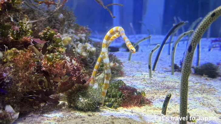 赤道の海１エリア：名古屋港水族館南館の見どころ(10)