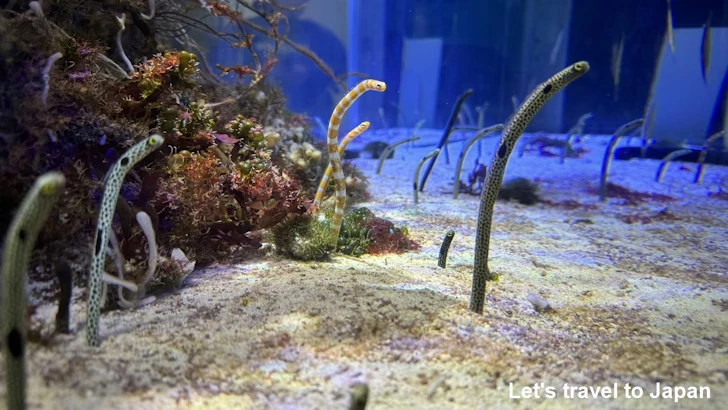赤道の海１エリア：名古屋港水族館南館の見どころ(11)