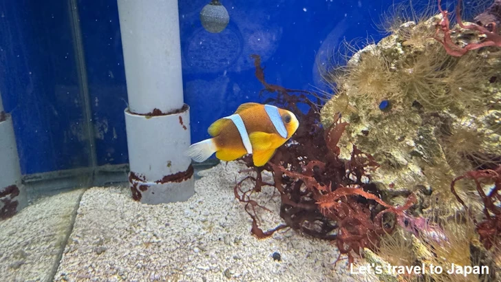赤道の海１エリア：名古屋港水族館南館の見どころ(12)