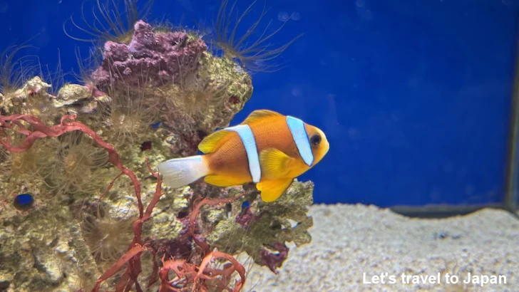 赤道の海１エリア：名古屋港水族館南館の見どころ(13)