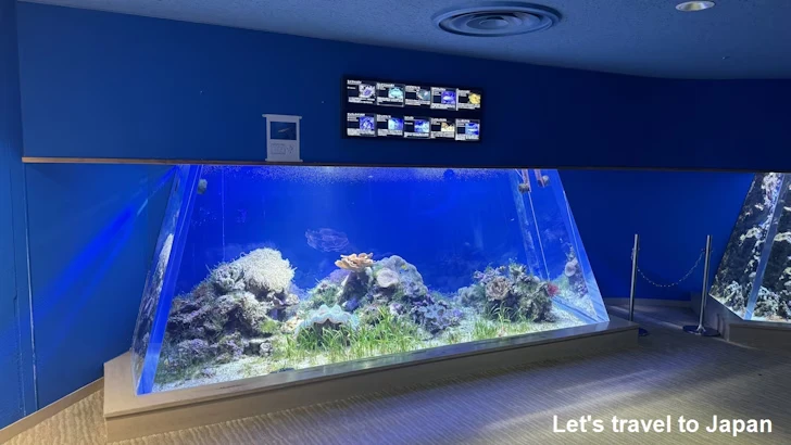 赤道の海１エリア：名古屋港水族館南館の見どころ(14)