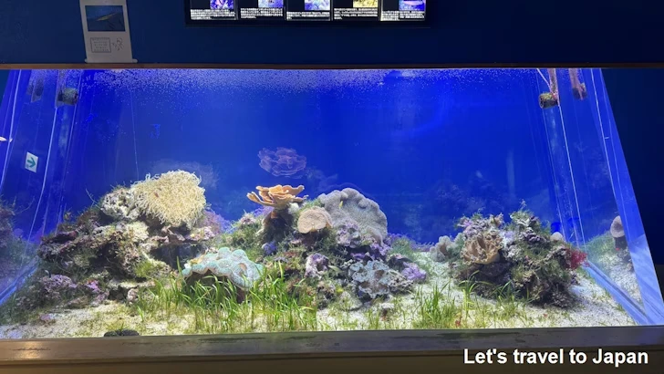赤道の海１エリア：名古屋港水族館南館の見どころ(15)