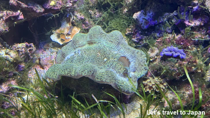 赤道の海１エリア：名古屋港水族館南館の見どころ(16)