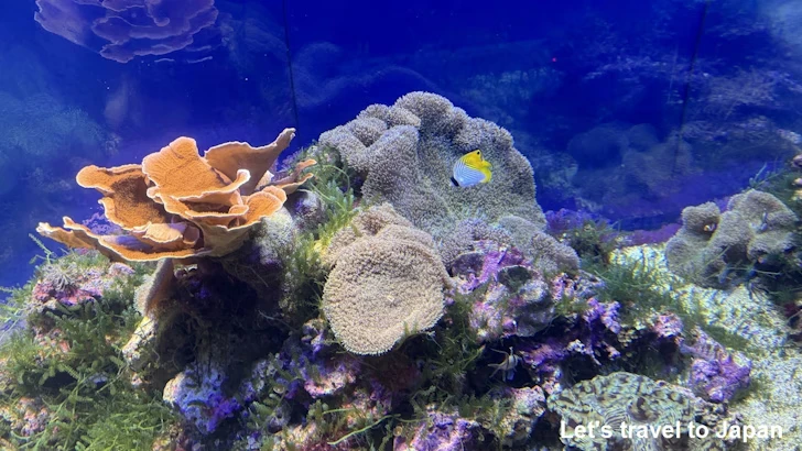 赤道の海１エリア：名古屋港水族館南館の見どころ(17)