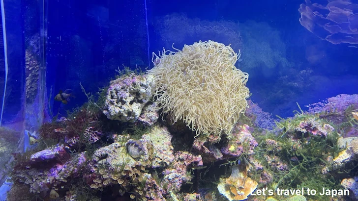 赤道の海１エリア：名古屋港水族館南館の見どころ(18)