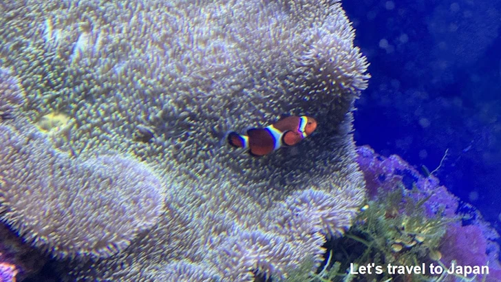 赤道の海１エリア：名古屋港水族館南館の見どころ(19)