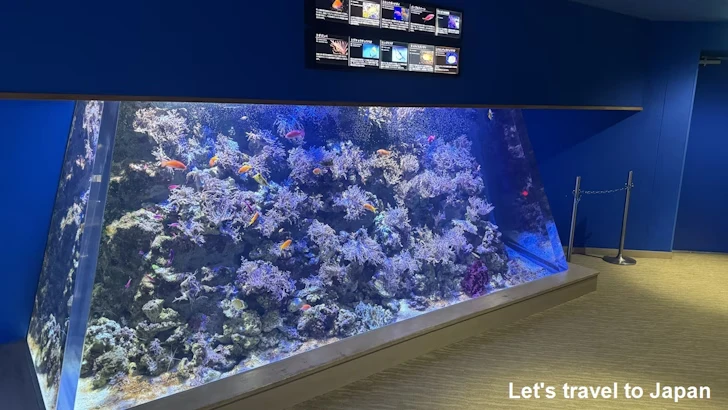赤道の海１エリア：名古屋港水族館南館の見どころ(20)