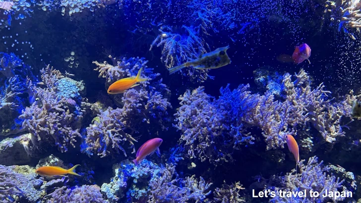 赤道の海１エリア：名古屋港水族館南館の見どころ(21)