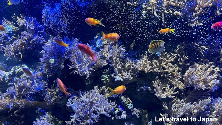 赤道の海１エリア：名古屋港水族館南館の見どころ(22)