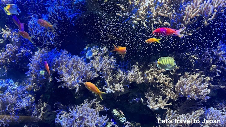 赤道の海１エリア：名古屋港水族館南館の見どころ(23)