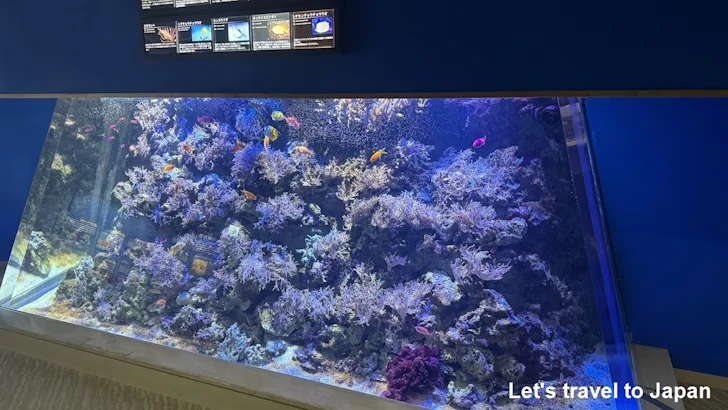 赤道の海１エリア：名古屋港水族館南館の見どころ(24)