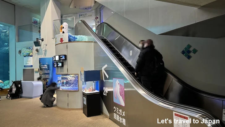 赤道の海１エリア：名古屋港水族館南館の見どころ(25)