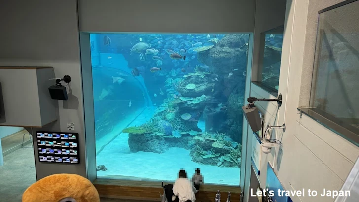 赤道の海１エリア：名古屋港水族館南館の見どころ(26)