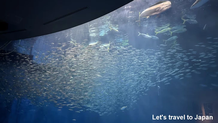 日本の海エリア：名古屋港水族館南館の見どころ(3)