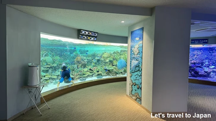 赤道の海２エリア：名古屋港水族館南館の見どころ(2)
