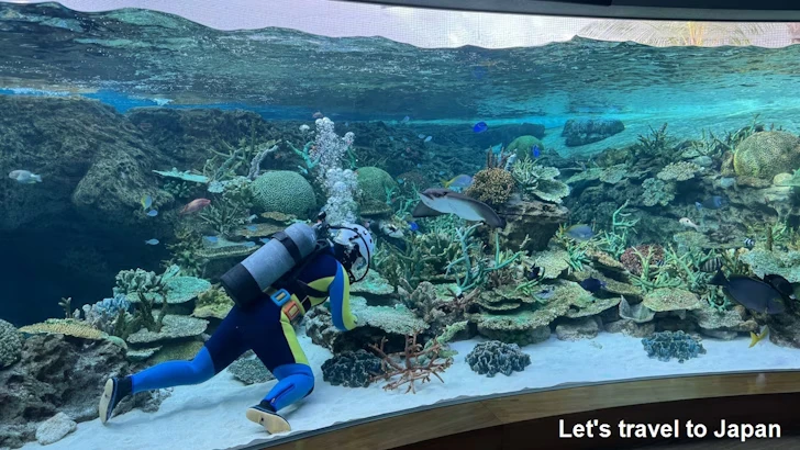 赤道の海２エリア：名古屋港水族館南館の見どころ(4)