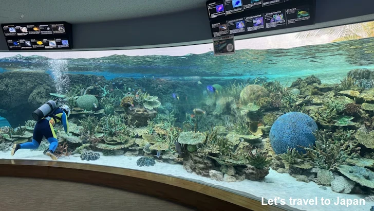 赤道の海２エリア：名古屋港水族館南館の見どころ(5)