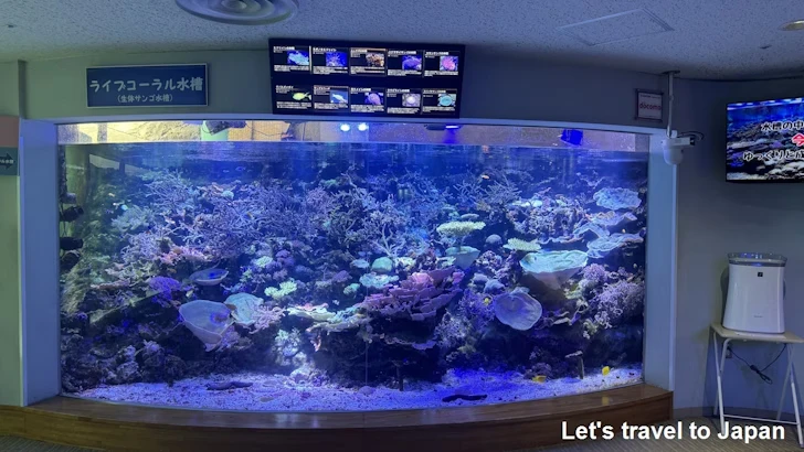 赤道の海２エリア：名古屋港水族館南館の見どころ(7)