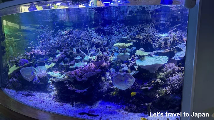 赤道の海２エリア：名古屋港水族館南館の見どころ(8)