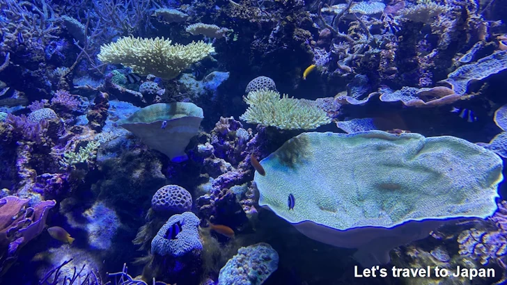 赤道の海２エリア：名古屋港水族館南館の見どころ(9)