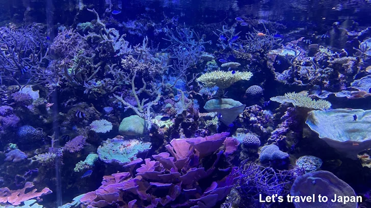 赤道の海２エリア：名古屋港水族館南館の見どころ(10)