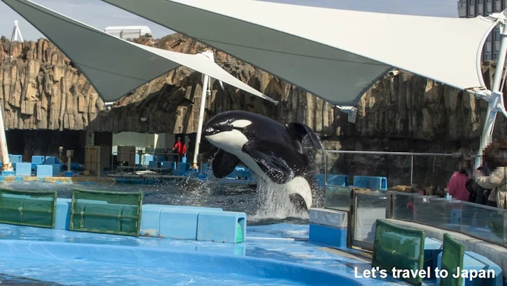 シャチのプール：名古屋港水族館北館の見どころ(10)