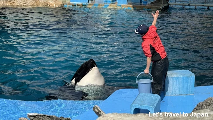 シャチのプール：名古屋港水族館北館の見どころ(11)