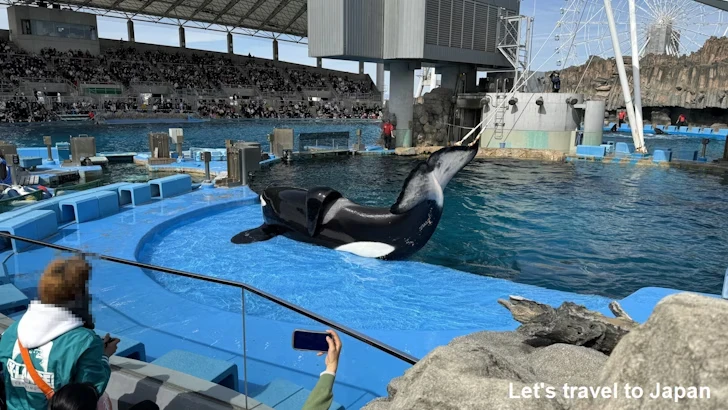 シャチのプール：名古屋港水族館北館の見どころ(12)
