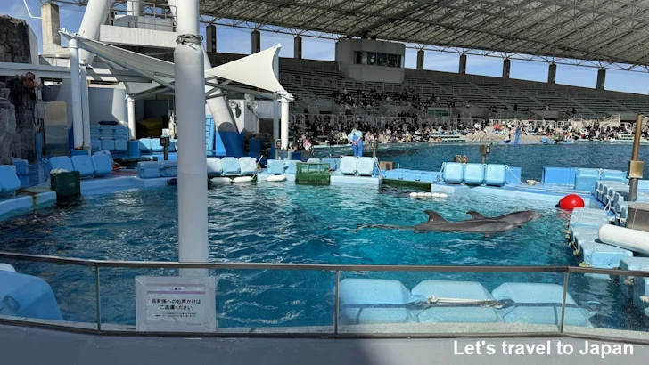 イルカのプール：名古屋港水族館北館の見どころ(21)