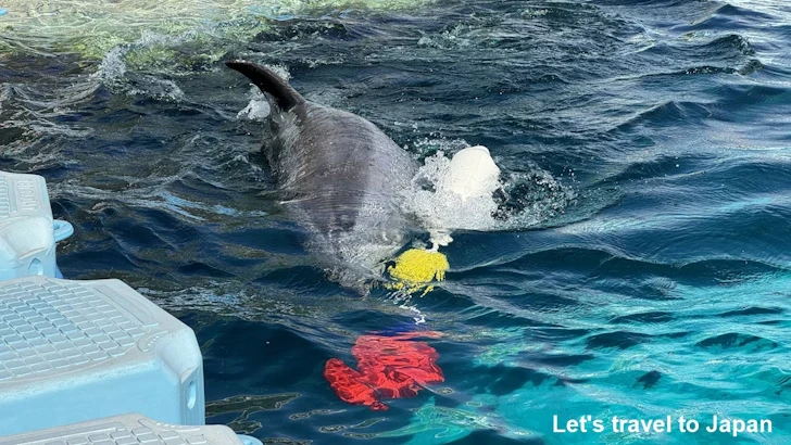 イルカのプール：名古屋港水族館北館の見どころ(22)