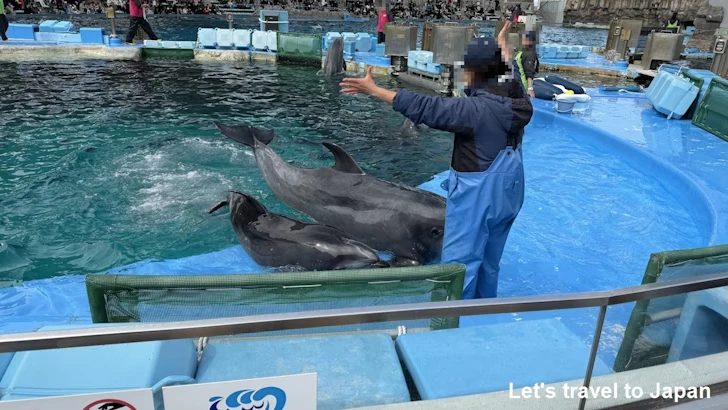 イルカのプール：名古屋港水族館北館の見どころ(27)