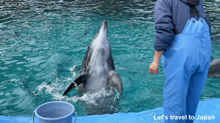 イルカのプール：名古屋港水族館北館の見どころ(29)